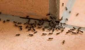 «فكرة من ذهب»!!! .... اسرع طريقة لطرد النمل والحشرات من المنزل نهائيا وبدون استخدام مبيدات حشرية وفي اقل من 24 ساعة مش هتشوفيهم في بيتك تاني